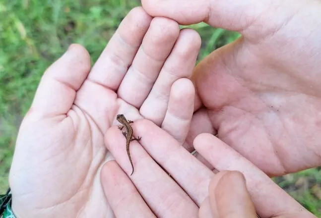 A couple of kid hands holding a tiny newt